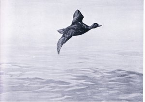 Anatra Scoter da Frank Southgate